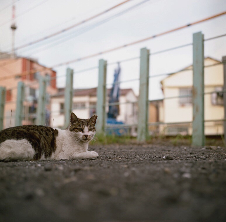 沿線ニャン