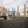 沿線ニャン
