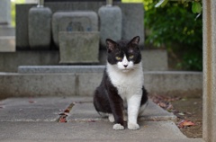 墓参り