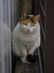 なにみてんのさ