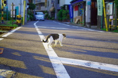 荒川線ねこ