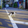 荒川線ねこ