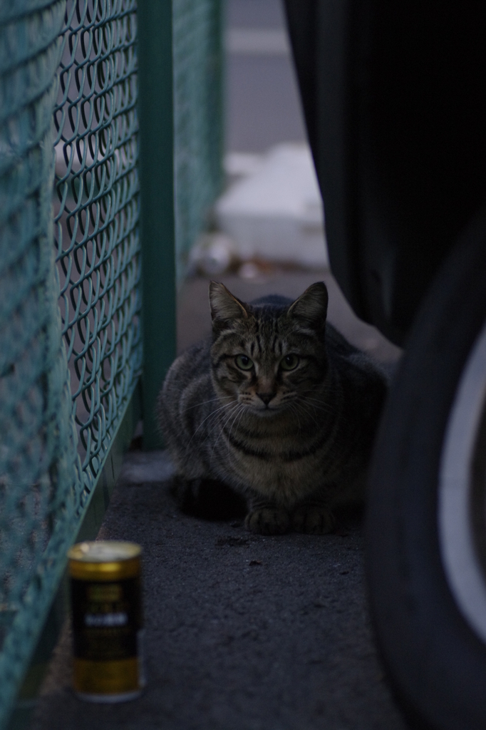 原付と猫と缶コーヒー