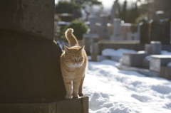 ちべたいにゃ〜