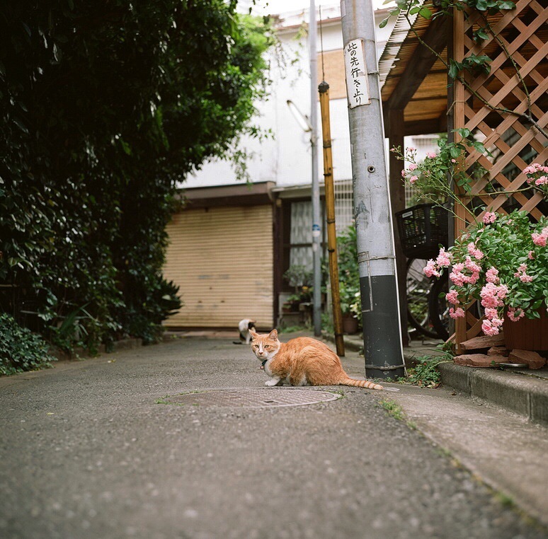 ビビリーナ