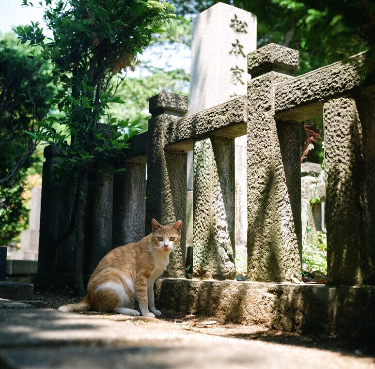 チビちゃん