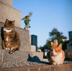 おや、お友達？