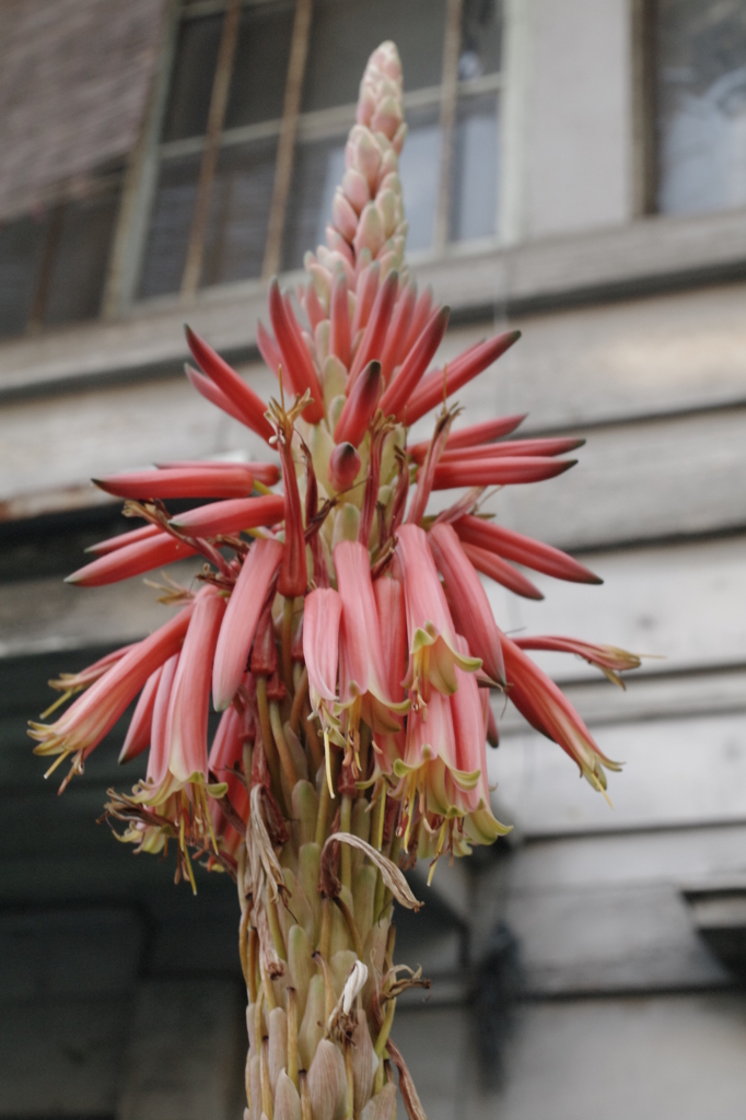 アロエの花