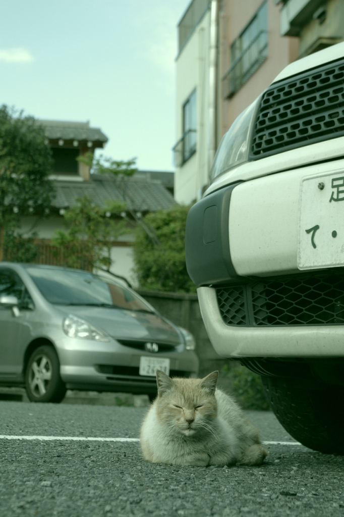 亀戸猫