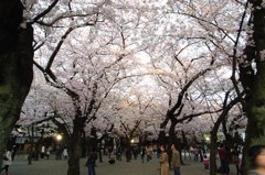 靖国の桜