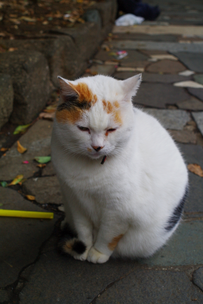 街のぬし