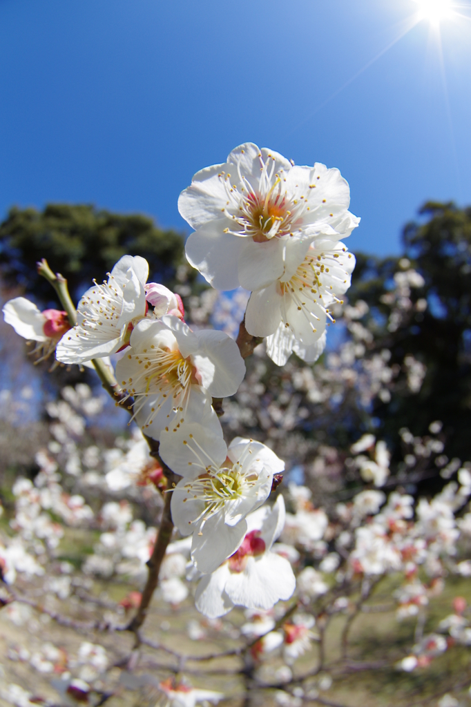 ぎょがん花