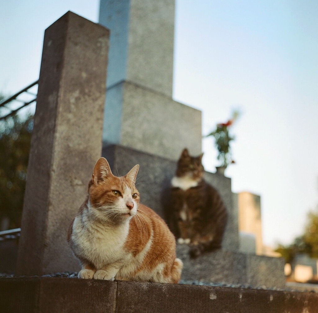 明日は明日の風が吹くにゃ