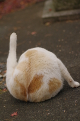 neko Phone3G