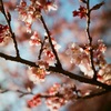 早咲きの桜