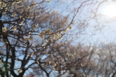 梅・谷保天満宮