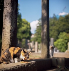 うまにゃー！