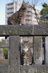 パトロール