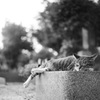 生まれ変わったらねこ。