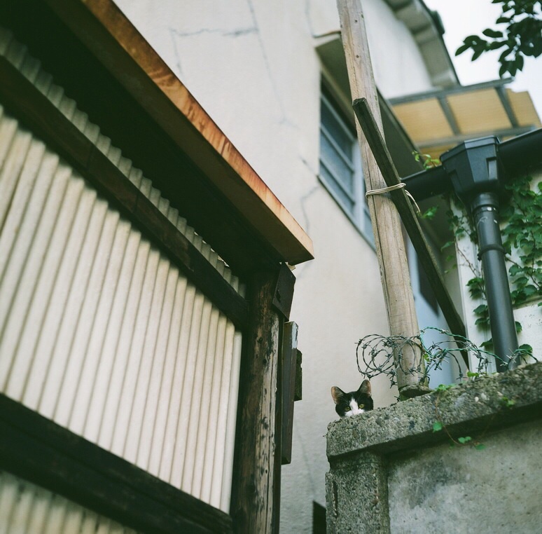 チラッ
