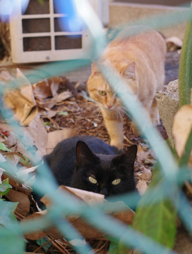 ねこ４コマ　１．接近