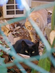 ねこ４コマ　１．接近