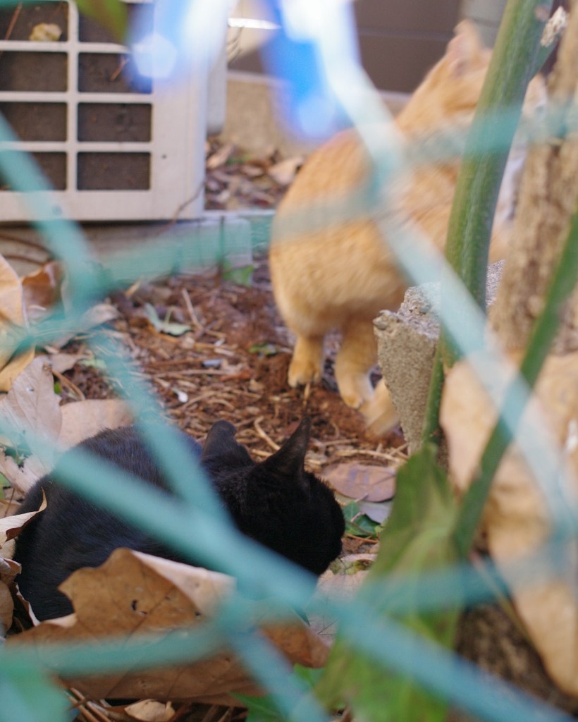 ねこ４コマ　３．逃走