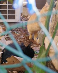 ねこ４コマ　３．逃走