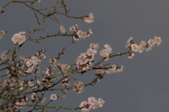 雑司ヶ谷霊園・梅の花