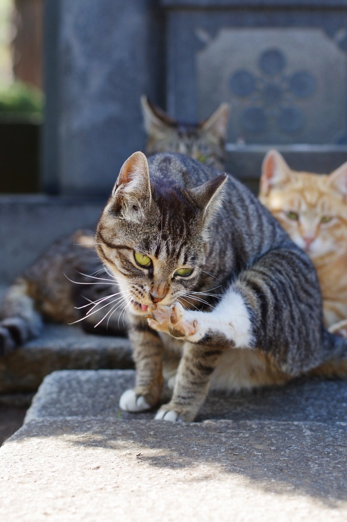狩の準備なう