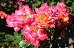 Flower 002