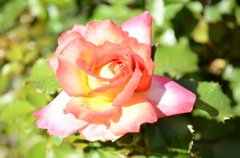 Flower 001