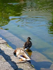 夏のカモ