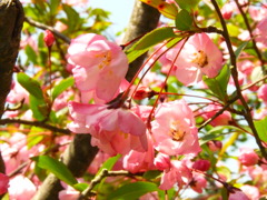 梅の花