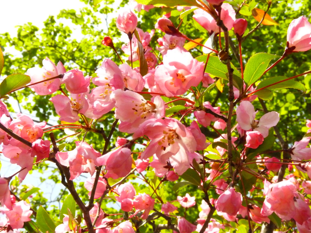 梅の花