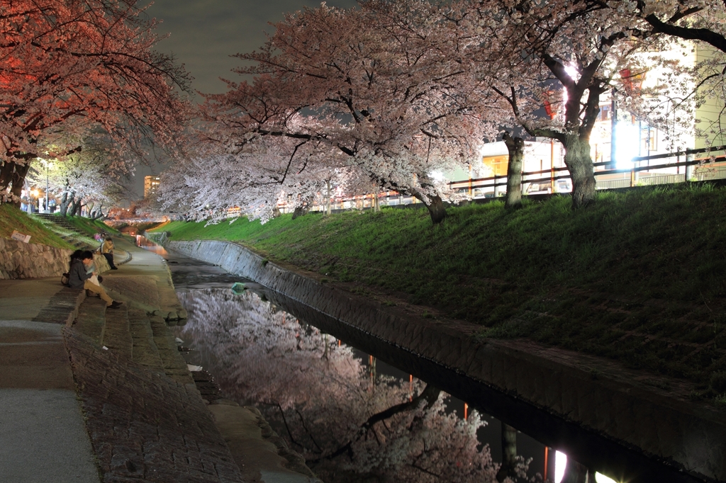 夜桜並木