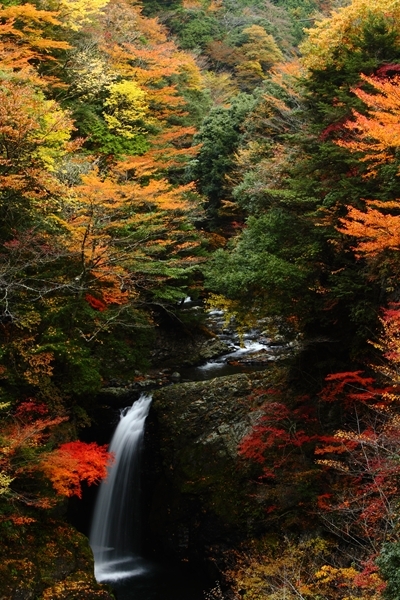 紅葉の谷を行く