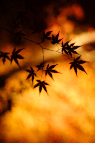 ざわめく紅葉