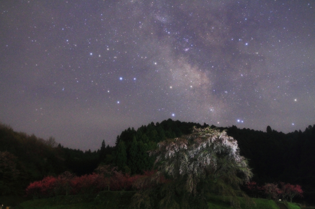 真夜中の又兵衛桜