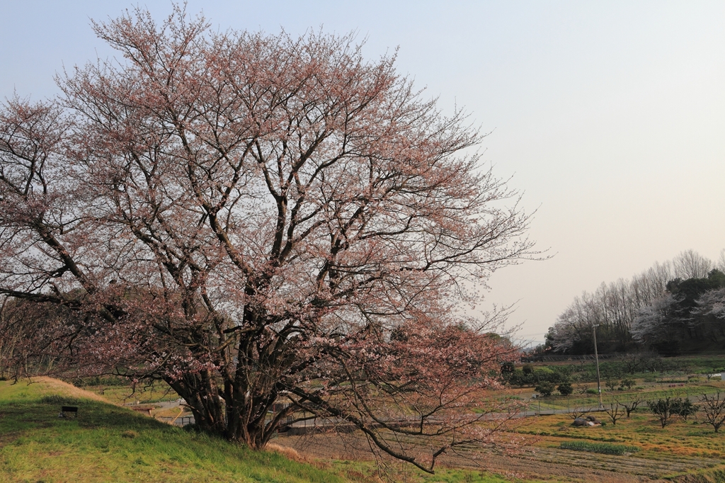 名前のない桜