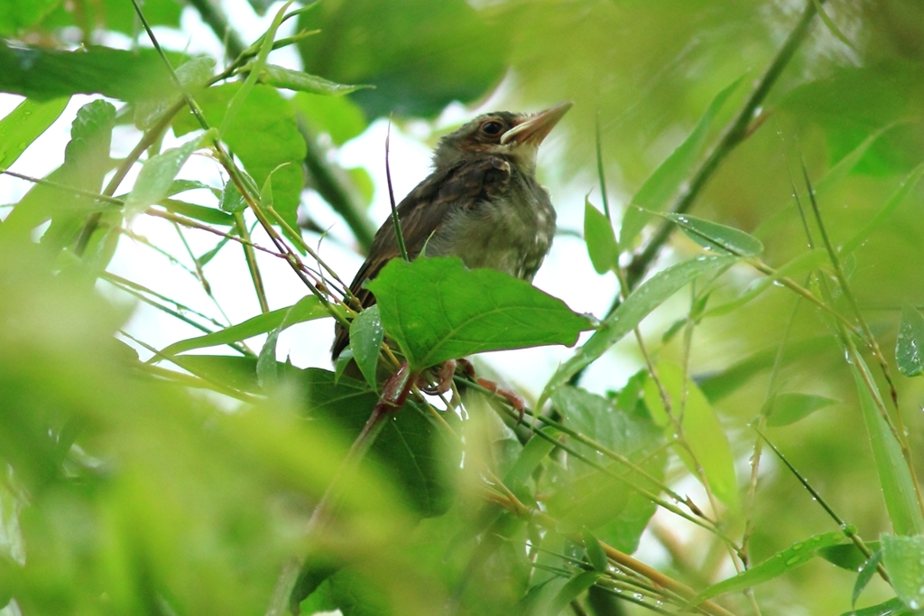 親鳥を待つ