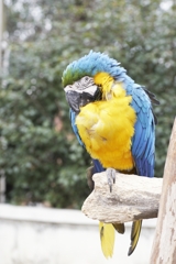vivid color