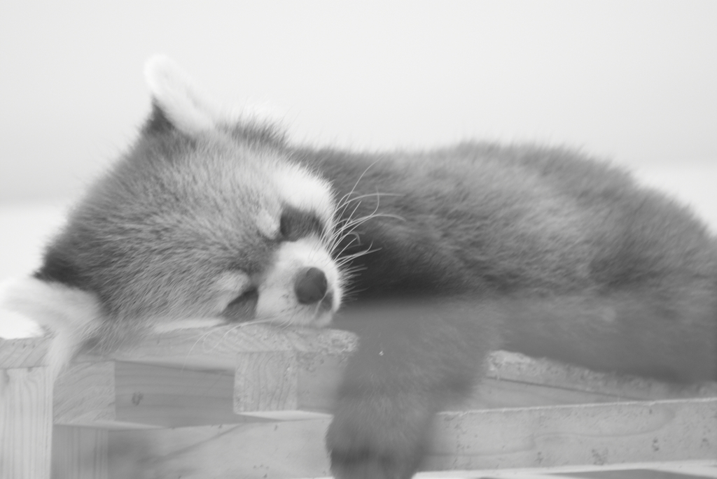 zzz...