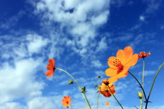 秋空に花