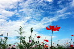 空高く　花揺れる