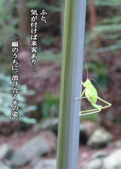 GARRRV盛夏増刊　０５