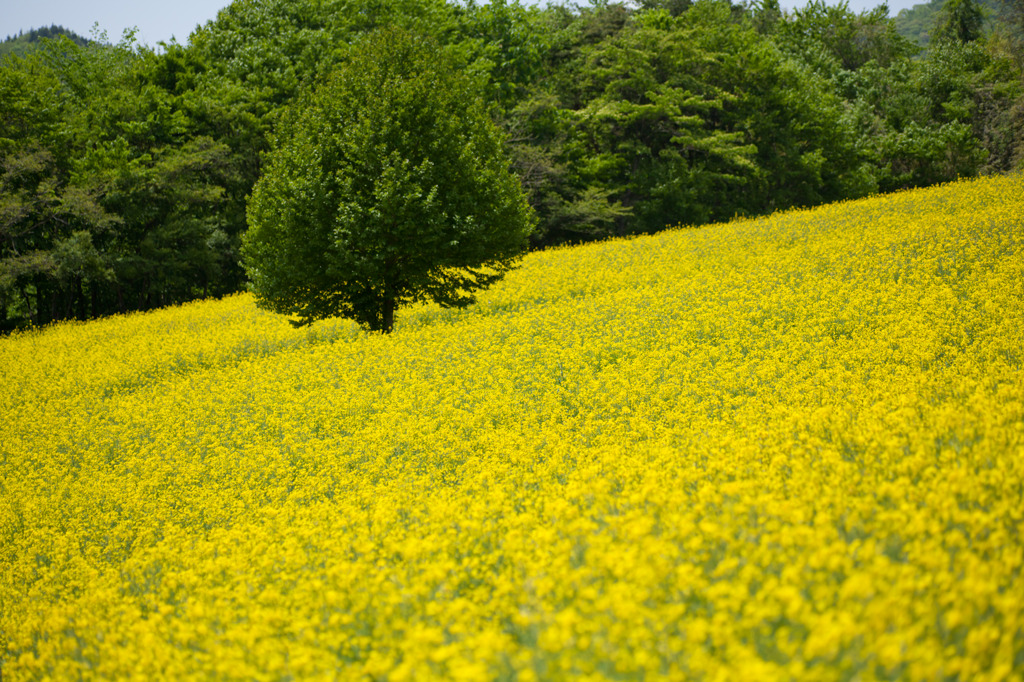 菜の花畑