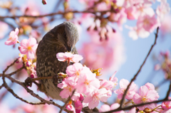 河津桜とヒヨドリ