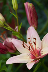 百合の花
