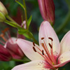 百合の花